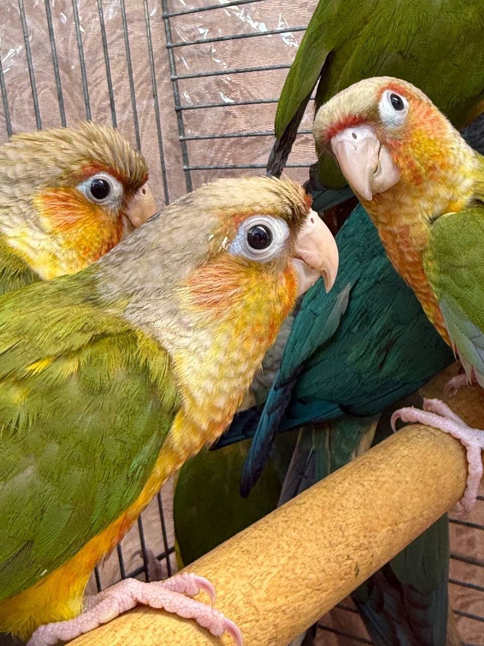 Вигодування ручні папуги піррура