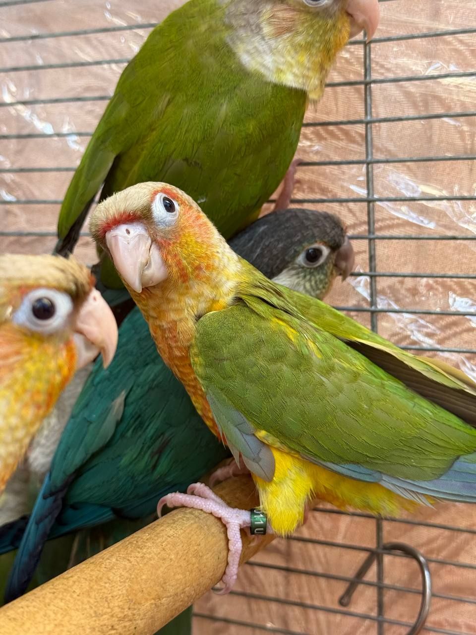 Вигодування ручні папуги піррура