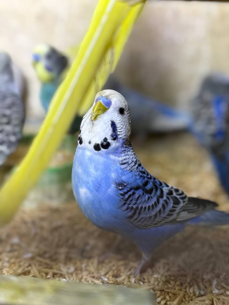 Хвилясті папуги молоді різних кольорів