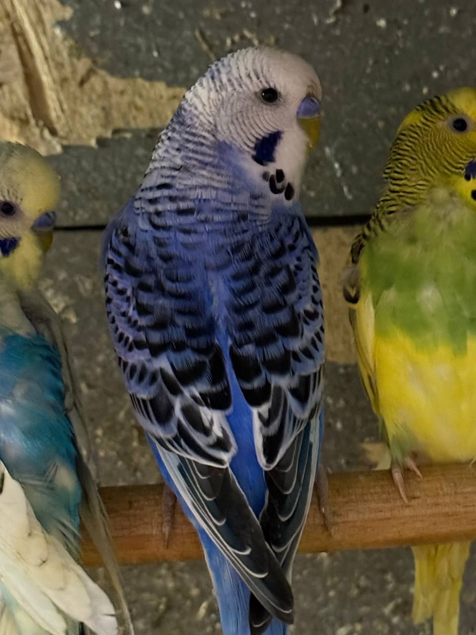 Хвилясті папуги молоді різних кольорів