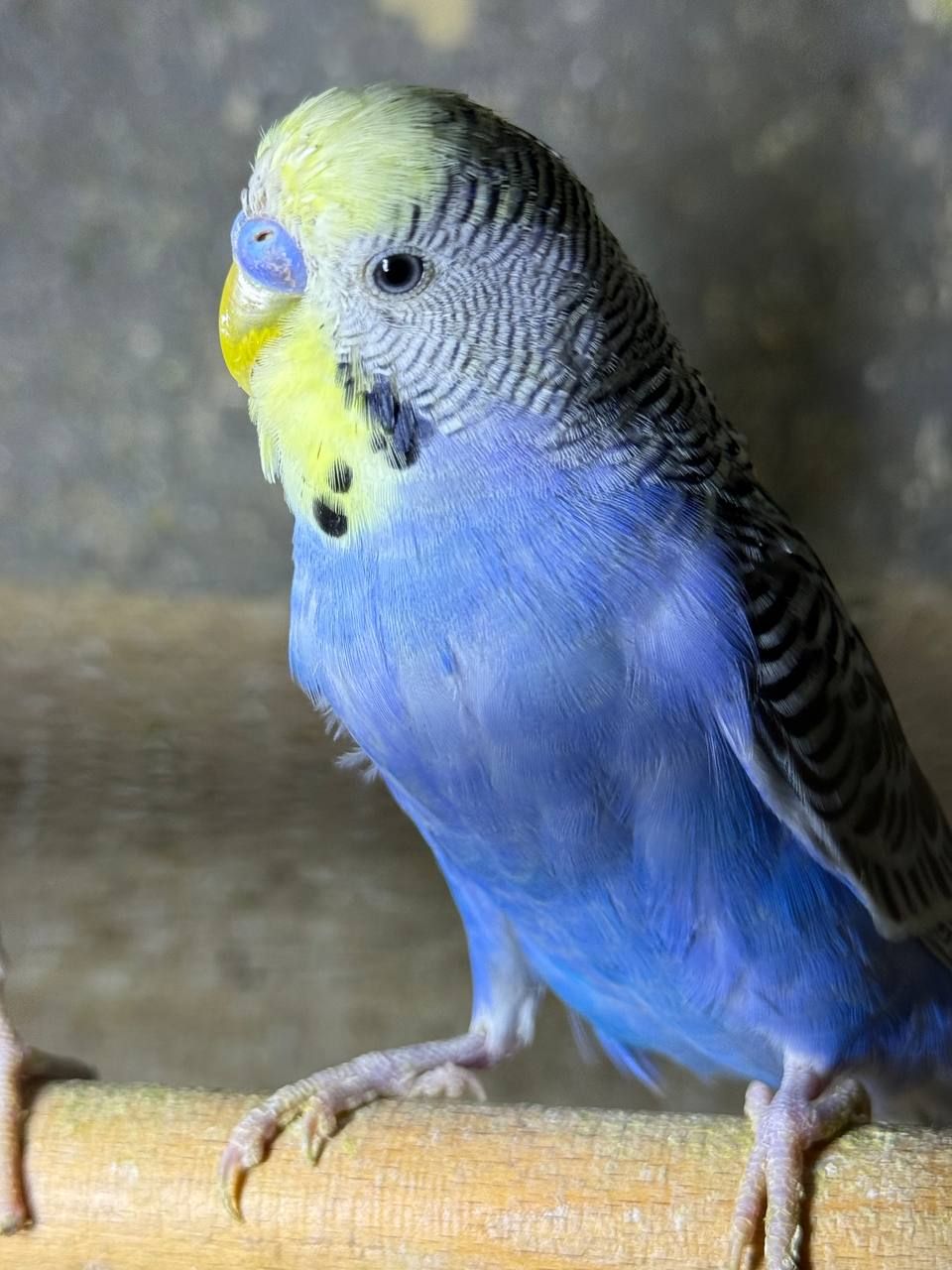 Хвилясті папуги молоді різних кольорів