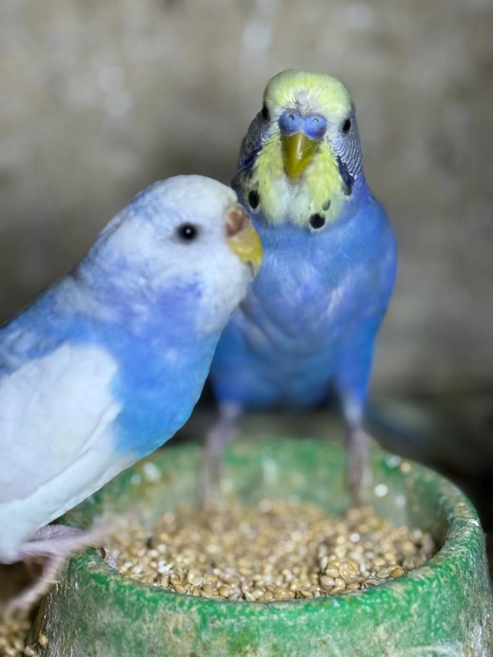 Хвилясті папуги молоді різних кольорів