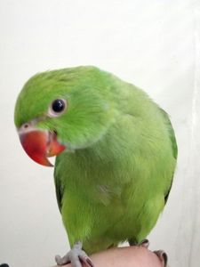 Папуги Ожерелові молоді пташенята