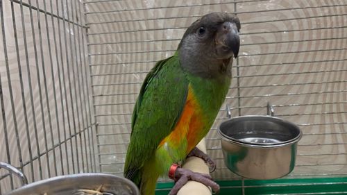 Папуги сенігальскі молоді пташенята орінтовані