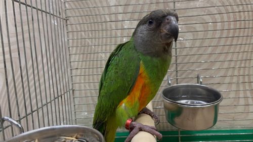 Папуги сенігальскі молоді пташенята орінтовані