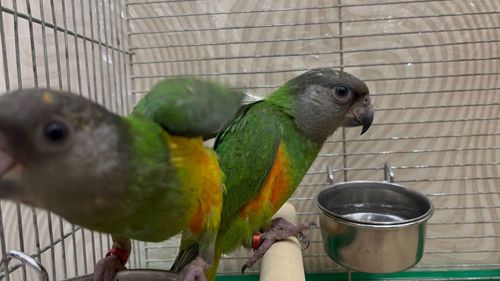 Папуги сенігальскі молоді пташенята орінтовані