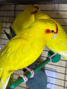 Папуги пташенята какарік, молоді