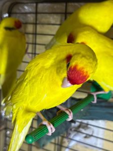 Папуги пташенята какарік, молоді