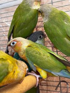 Вигодування ручні папуги піррура