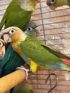 Вигодування ручні папуги піррура