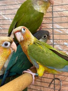 Вигодування ручні папуги піррура