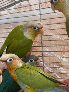 Вигодування ручні папуги піррура