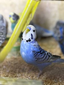 Хвилясті папуги молоді різних кольорів