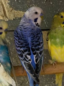 Хвилясті папуги молоді різних кольорів