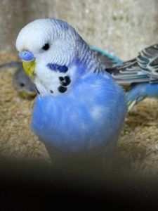 Хвилясті папуги молоді різних кольорів