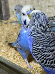 Хвилясті папуги молоді різних кольорів