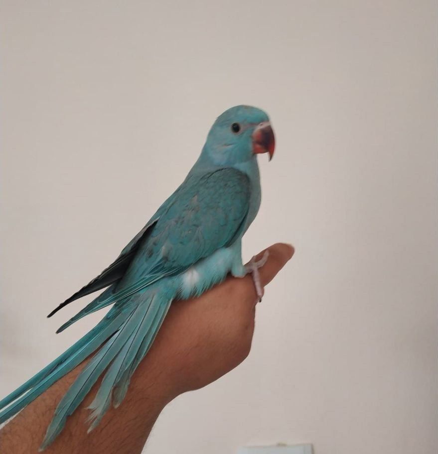 Папуги Ожерелові молоді пташенята