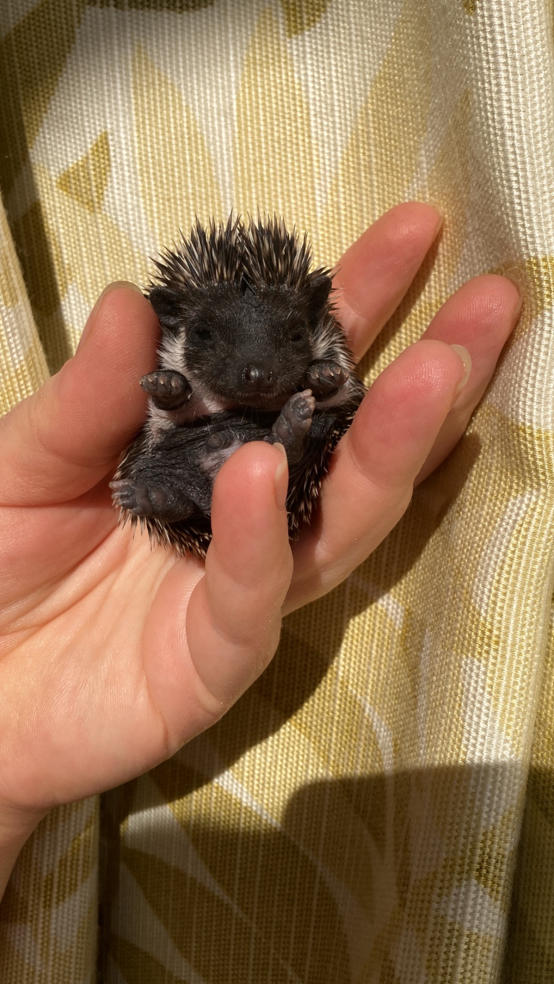 Їжак ежик карликовий африканський