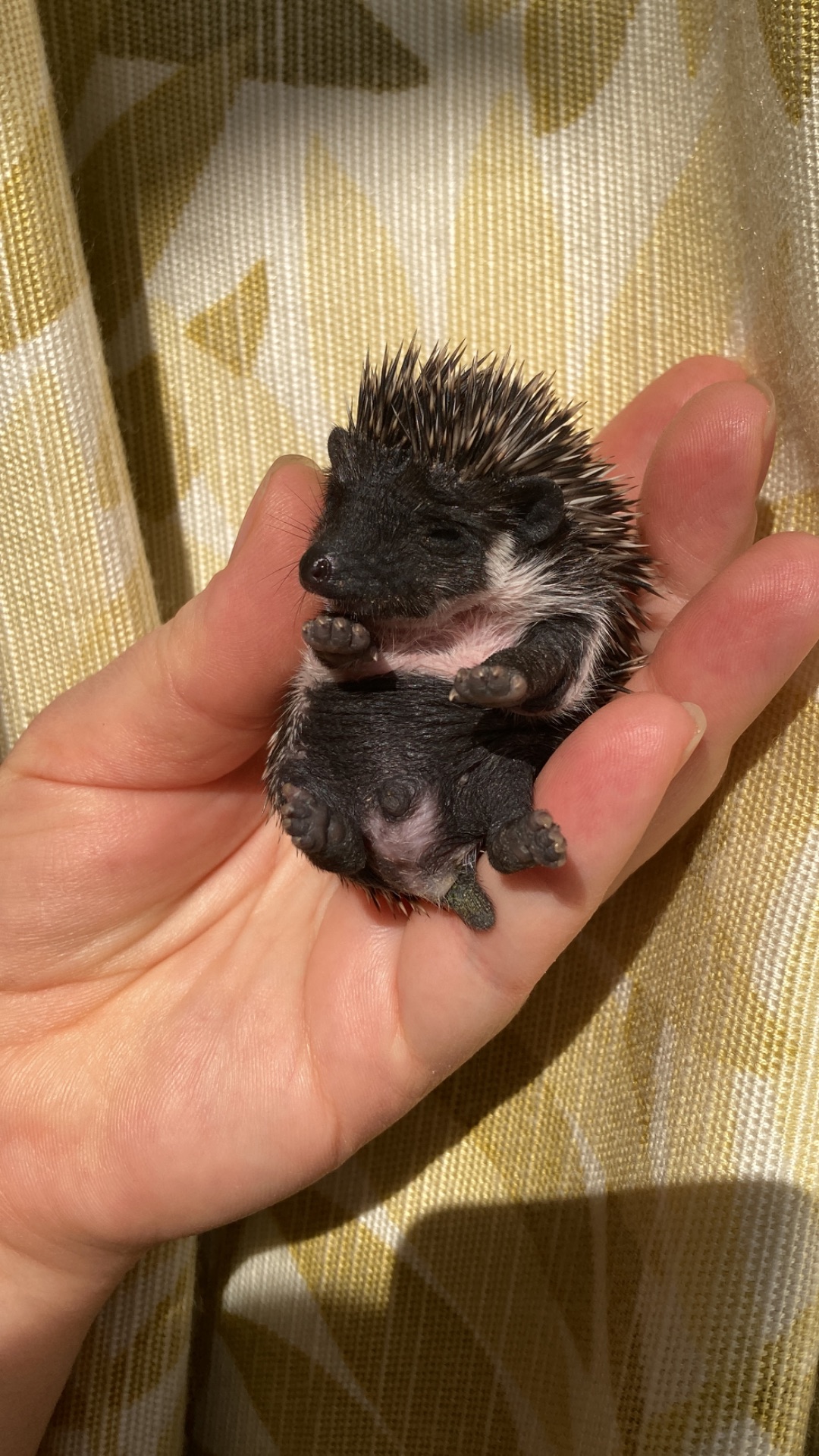 Їжак ежик карликовий африканський