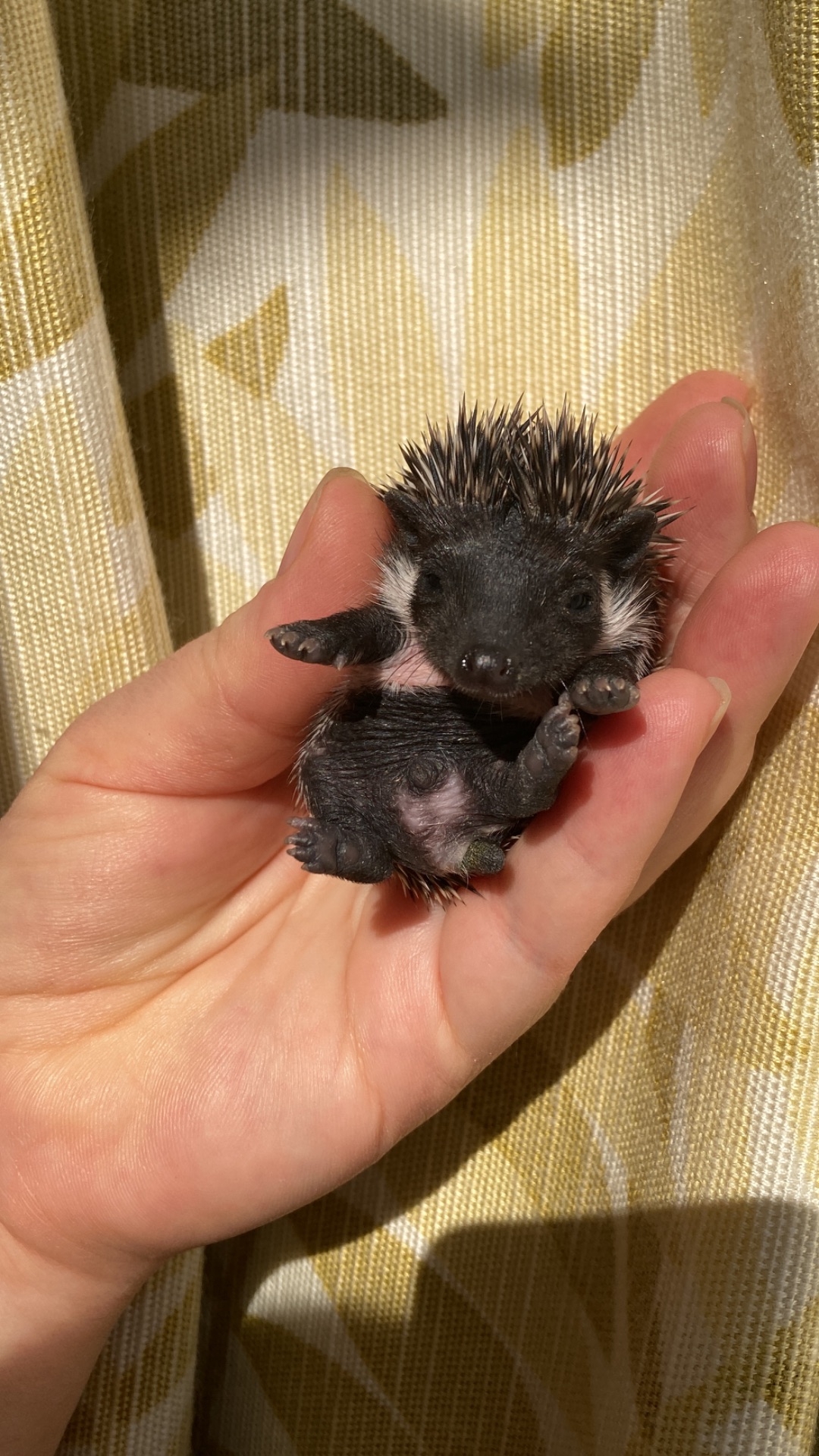 Їжак ежик карликовий африканський