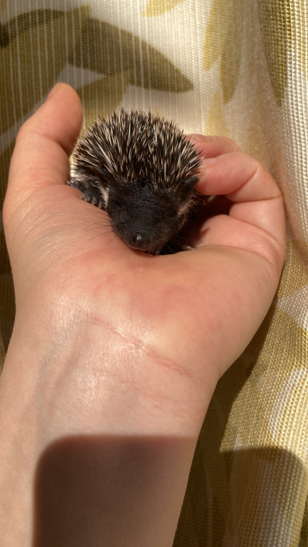 Їжак ежик карликовий африканський