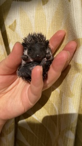 Їжак ежик карликовий африканський