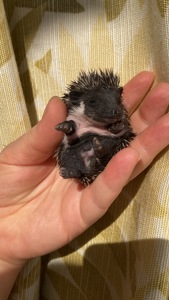 Їжак ежик карликовий африканський