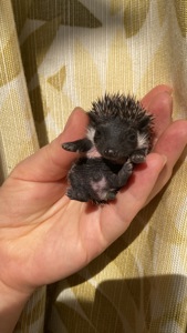 Їжак ежик карликовий африканський