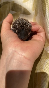 Їжак ежик карликовий африканський