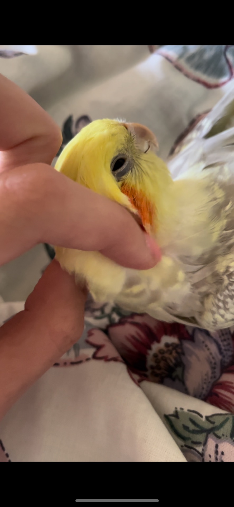 Доросла дівчинка корела