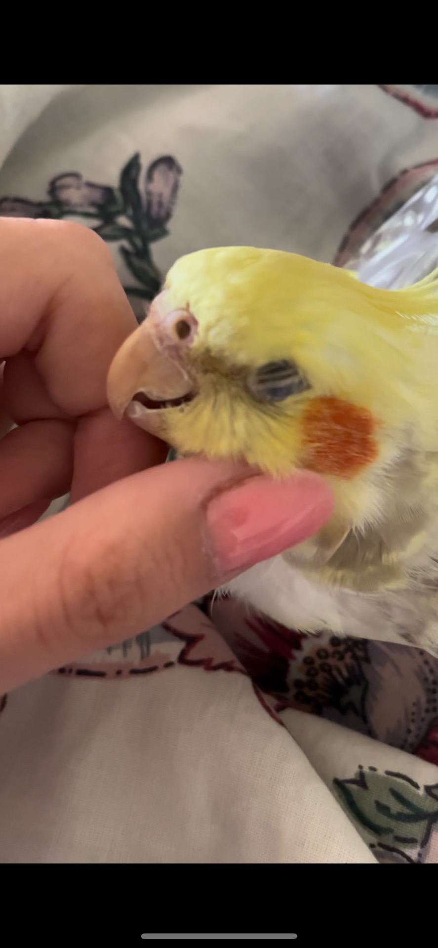 Доросла дівчинка корела