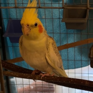 Доросла дівчинка корела