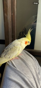 Доросла дівчинка корела