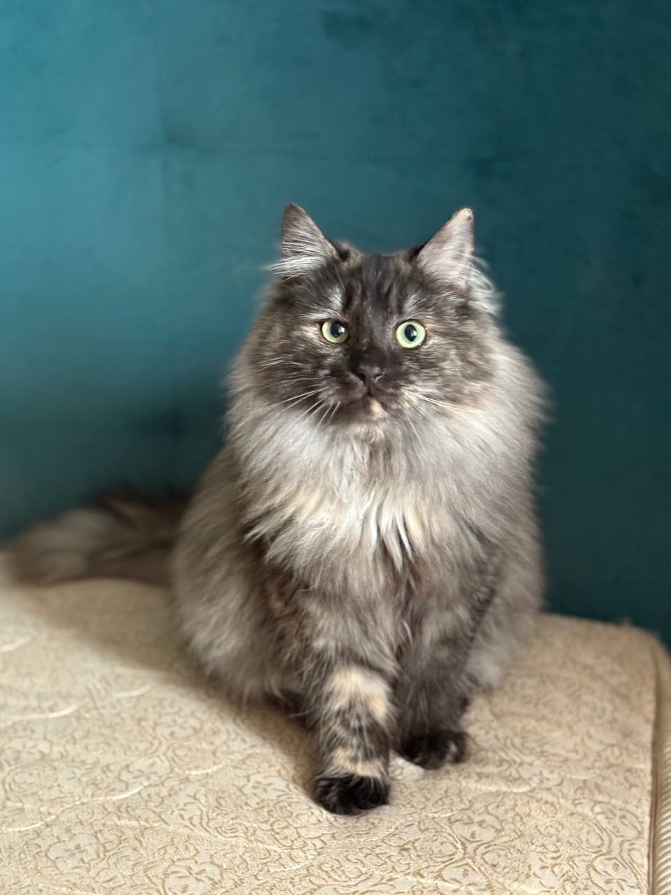 Джозефіна ( Джо) шукає дім