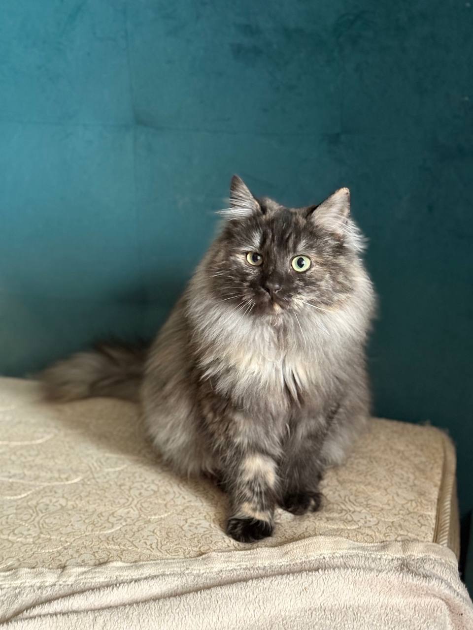 Джозефіна ( Джо) шукає дім