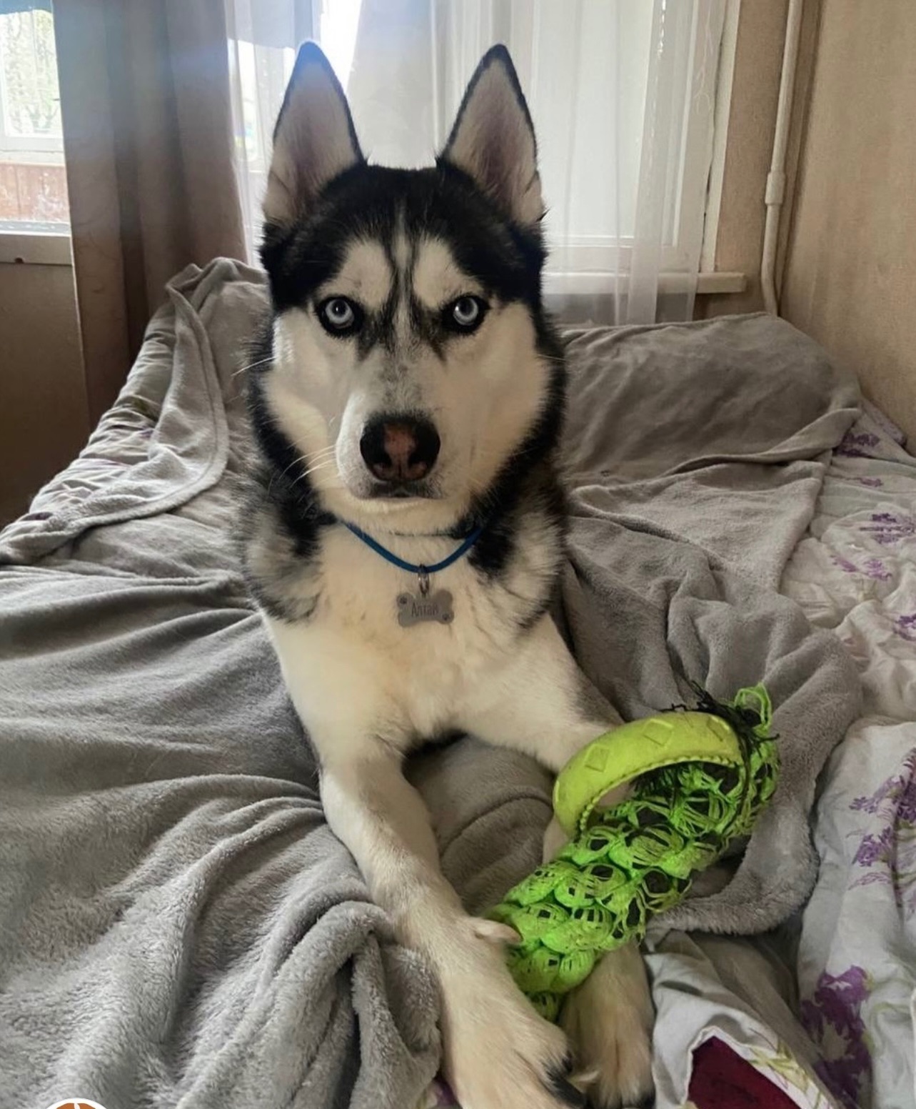 Хлопчик шукає дім!!!