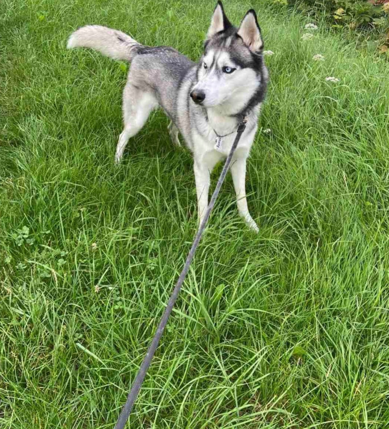 Хлопчик шукає дім!!!