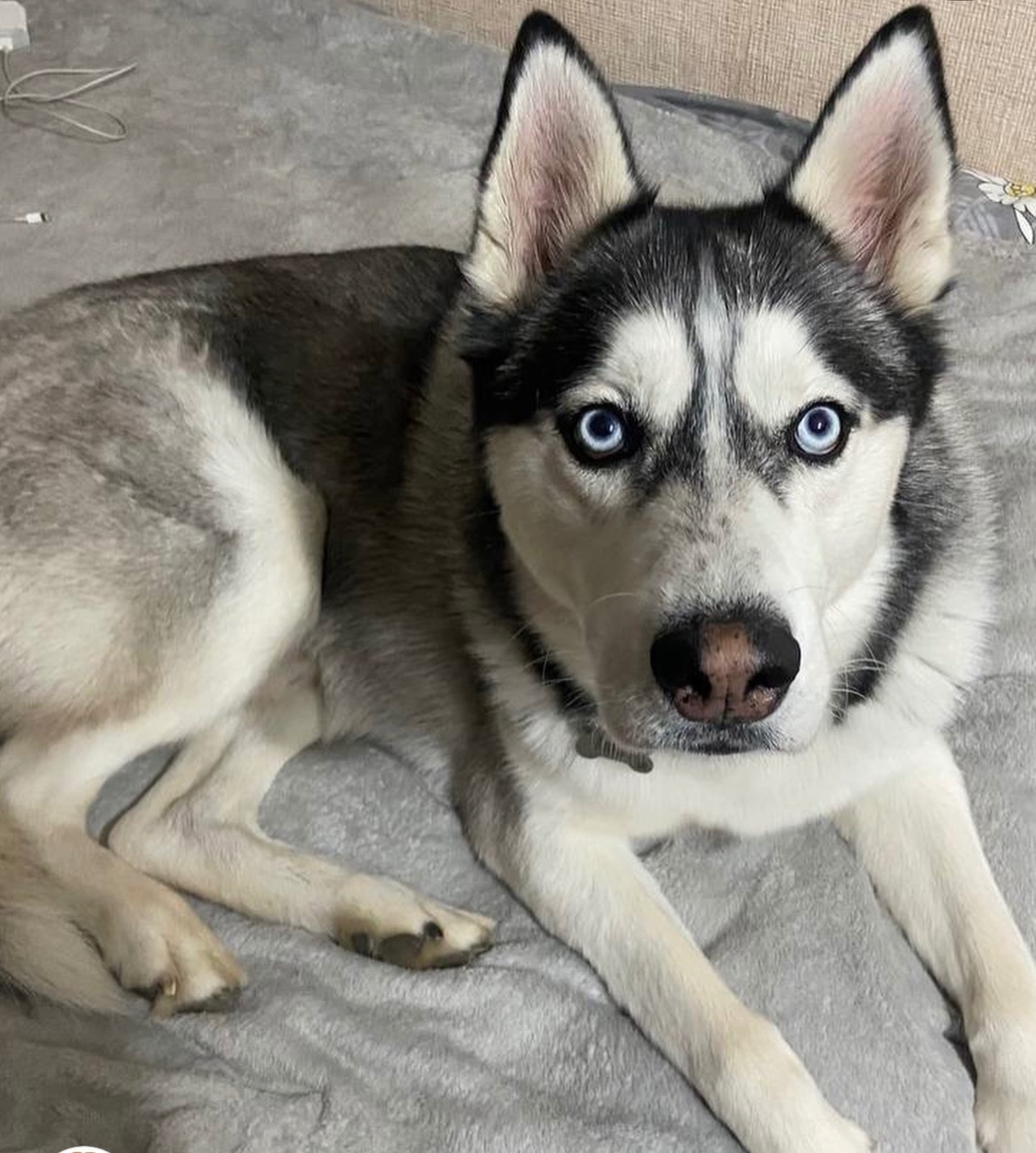 Хлопчик шукає дім!!!