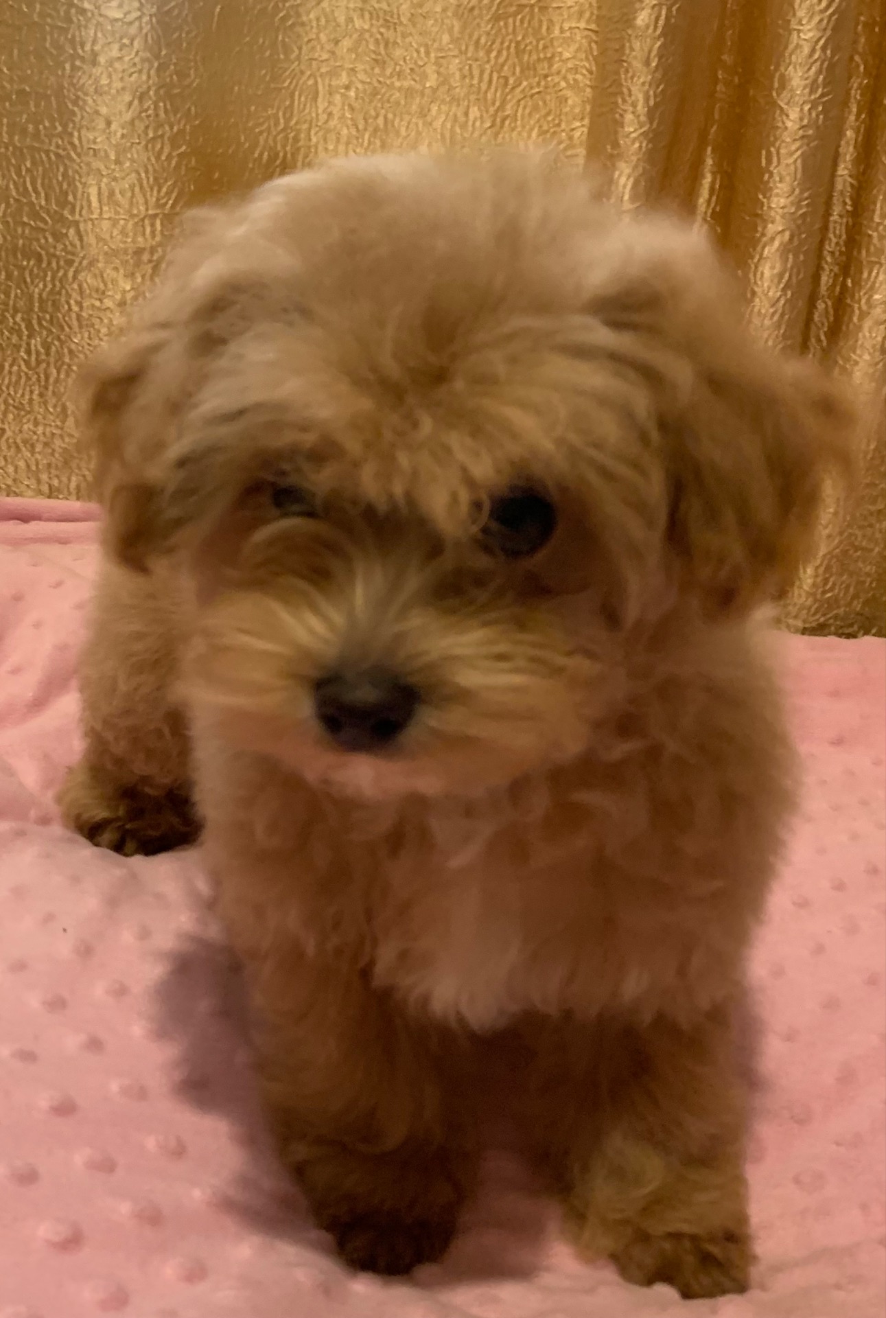 Мальтіпу хлопчики