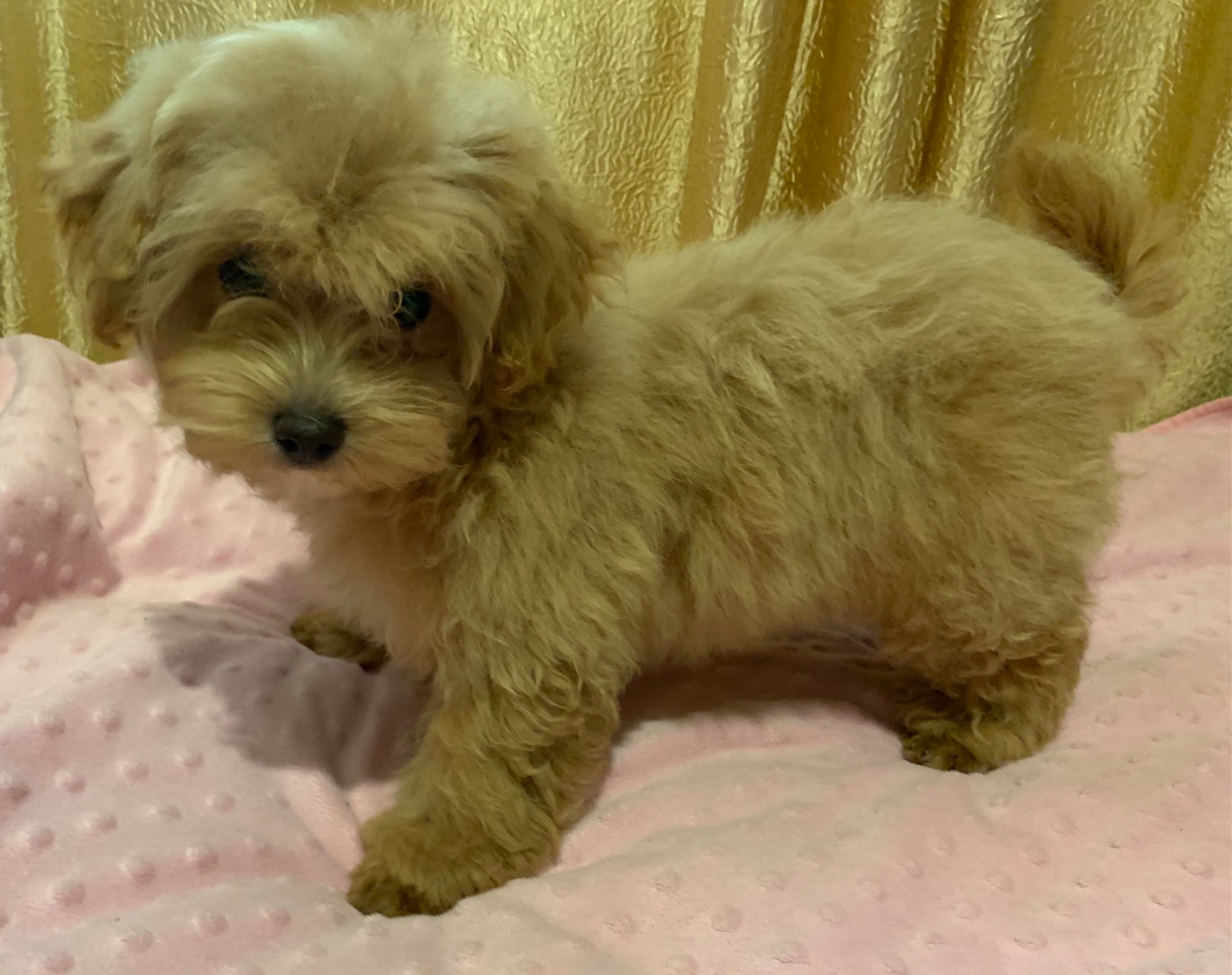 Мальтіпу хлопчики