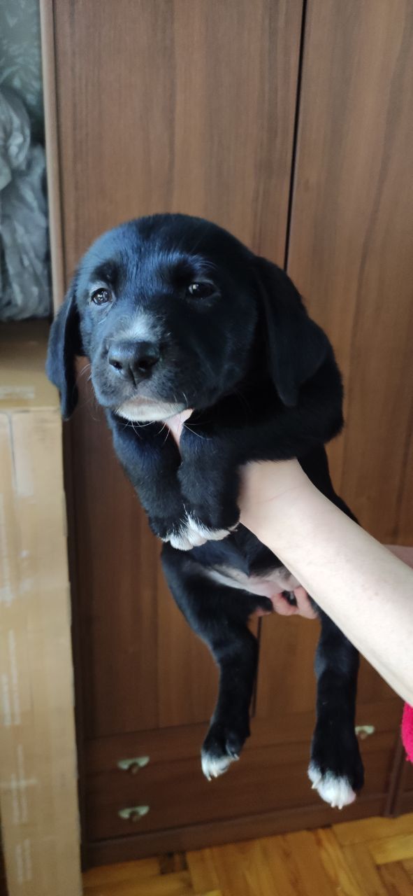 Отдам щенков Запорожье