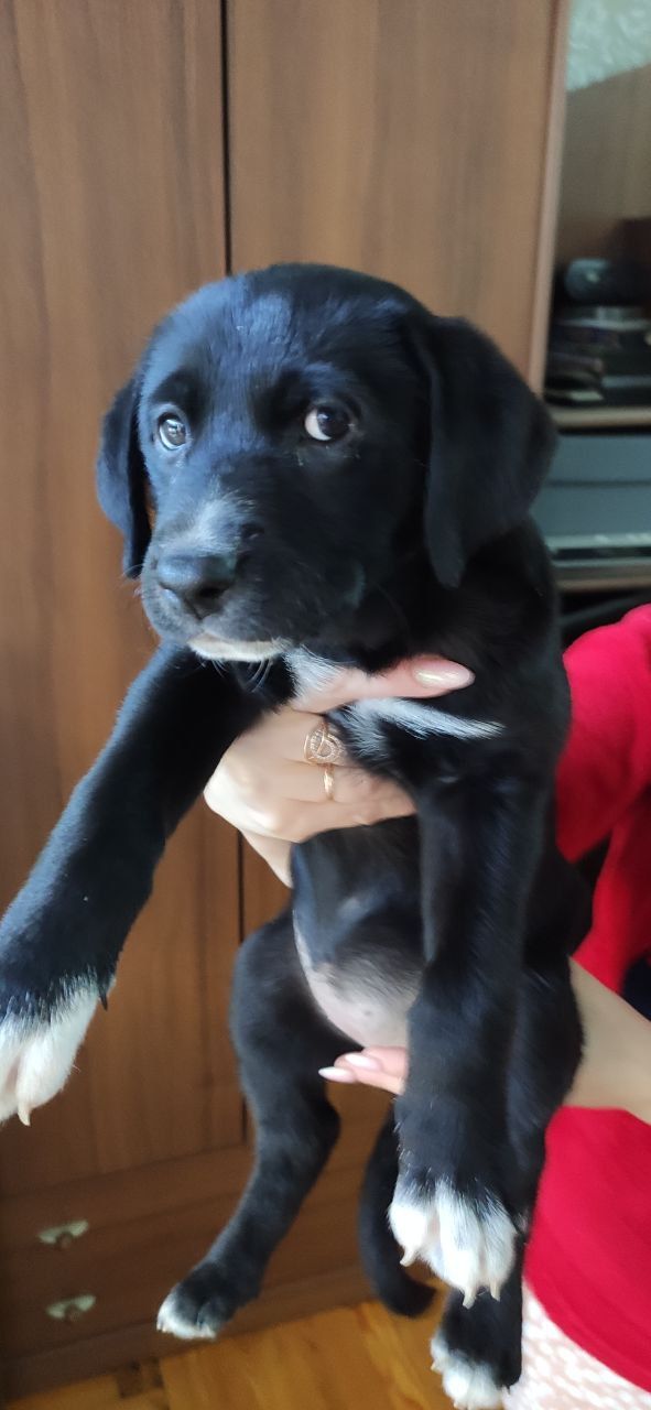 Отдам щенков Запорожье