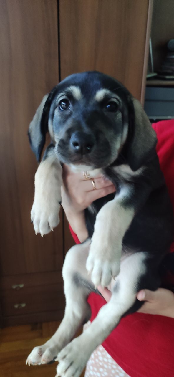 Отдам щенков Запорожье