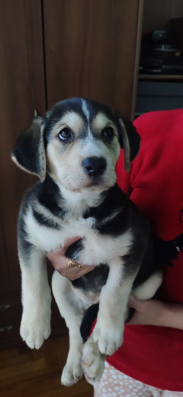 Отдам щенков Запорожье