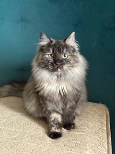 Джозефіна ( Джо) шукає дім