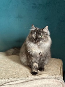 Джозефіна ( Джо) шукає дім