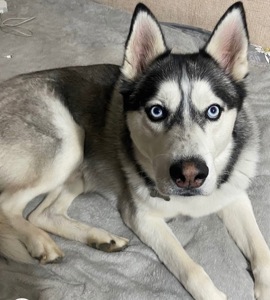 Хлопчик шукає дім!!!