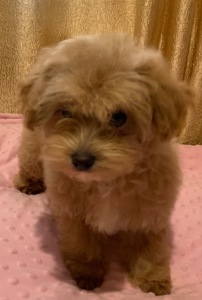 Мальтіпу хлопчики