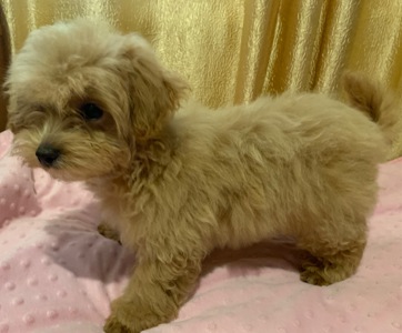 Мальтіпу хлопчики