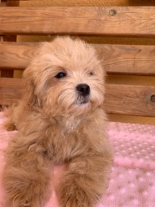 Мальтіпу хлопчики